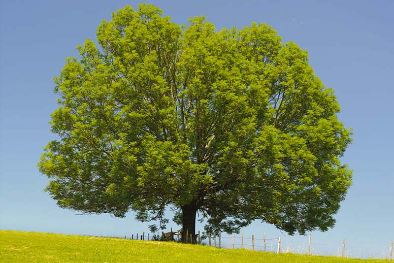Frassino_800x534_albero