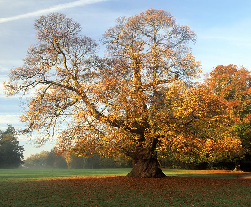 Castagno_8528100_800x661_albero Albero di castagno
