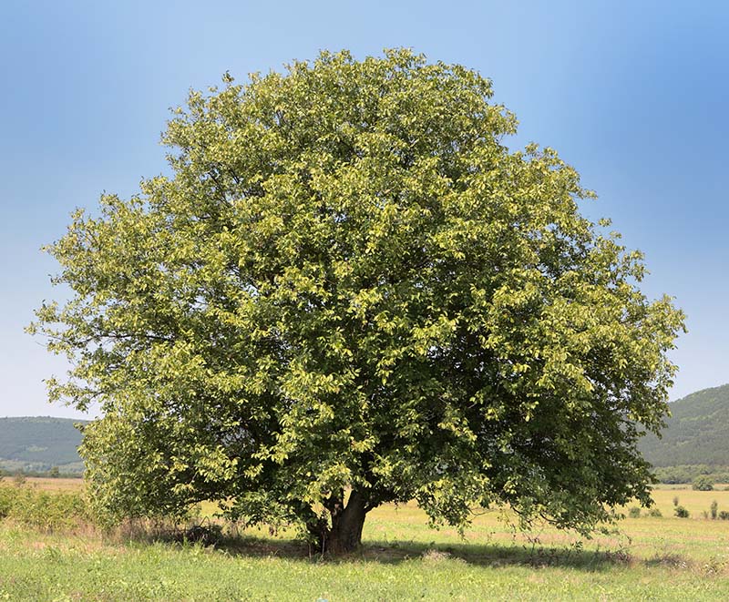 Noce_800x661_albero