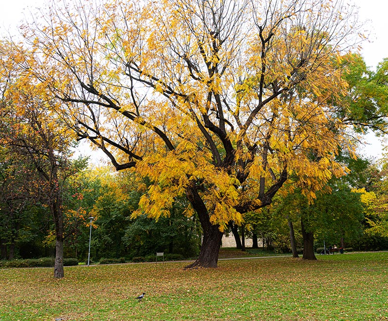 Noce_canaletto_europeo_545914844_800x661_albero Albero noce canaletto europeo