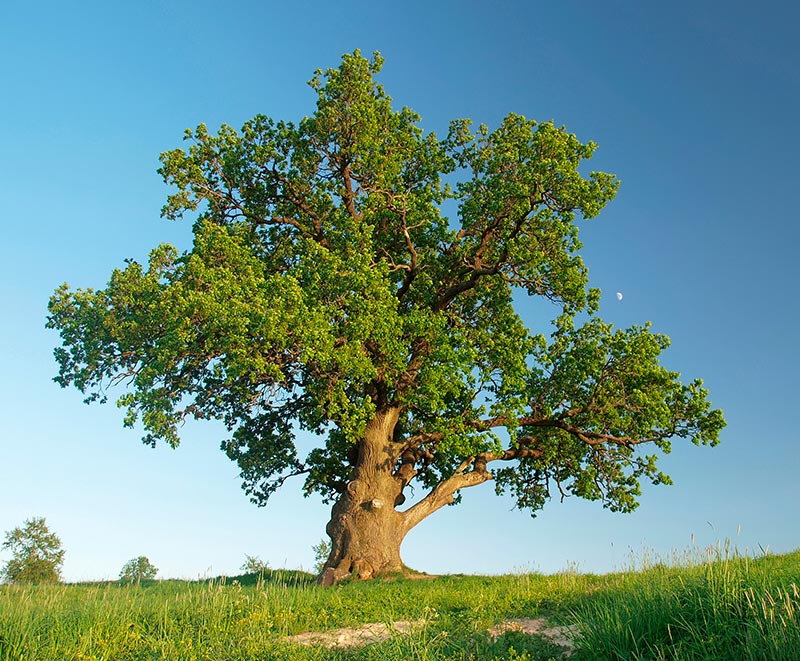 Rovere_800x661_albero
