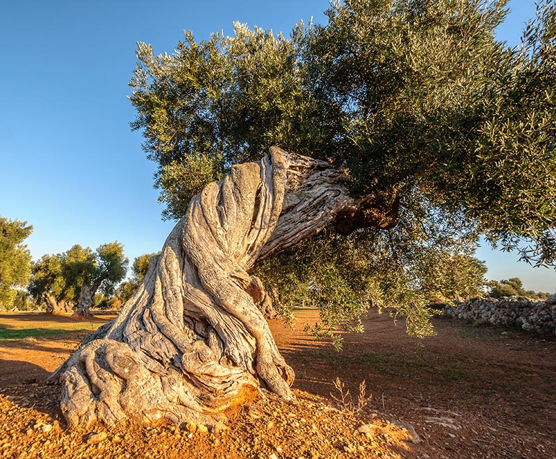 Albero ulivo