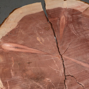Dettaglio asse sequoia 180 anni Francia