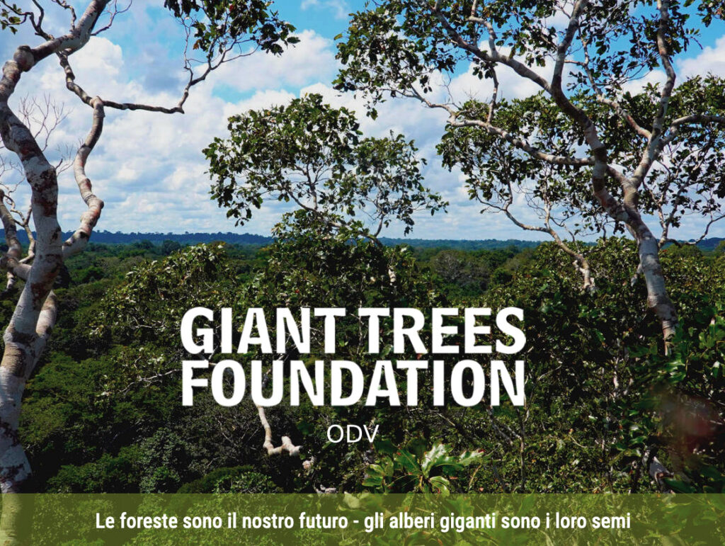 Tabula e Giant Trees Foundation insieme per un futuro più sostenibile.